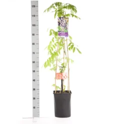 Blauwe Regen, Roze (Wisteria Floribunda 'Rosea') -Exporteren Groei Planten Winkel wisteria floribunda rosea 1.00 1.25