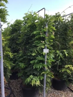Nieuwe Producten -Exporteren Groei Planten Winkel wisteria lage leivorm