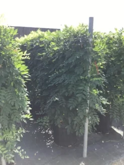 Blauwe Regen Als Leivorm (Wisteria Brachybotrys 'Yokohama Fuji') -Exporteren Groei Planten Winkel wisteria lage leivorm 2 2