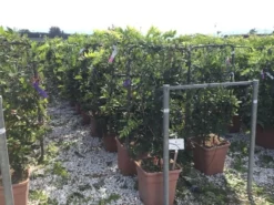 Blauwe Regen Als Leivorm (Wisteria Brachybotrys 'Yokohama Fuji') -Exporteren Groei Planten Winkel wisteria lage leivorm c18 2