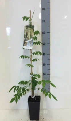 Japanse Blauwe Regen, Wit (Wisteria Floribunda 'Alba') -Exporteren Groei Planten Winkel wisteria sin. alba 80 100 c2