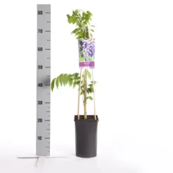 Blauwe Regen (Wisteria Sinensis) -Exporteren Groei Planten Winkel wisteria sinensis