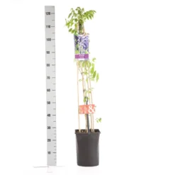 Blauwe Regen (Wisteria Sinensis) -Exporteren Groei Planten Winkel wisteria sinensis 1.00 1.25