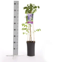 Blauwe Regen (Wisteria Sinensis 'Prolific') 13 Blauwe Regen (Wisteria Sinensis 'Prolific') -Exporteren Groei Planten Winkel wisteria sinensis prolific