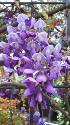 Blauwe Regen Als Leivorm (Wisteria Brachybotrys 'Yokohama Fuji') -Exporteren Groei Planten Winkel wisteria yokohama fji 1