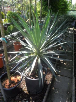Palmlelie (Yucca Gloriosa) -Exporteren Groei Planten Winkel yucca gloriosa 100 125 c50