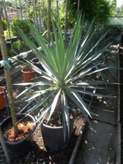 Palmlelie (Yucca Gloriosa) -Exporteren Groei Planten Winkel yucca gloriosa 100 125 c50 1