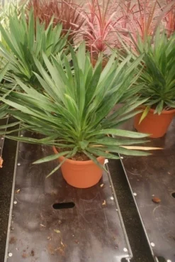Palmlelie (Yucca Gloriosa) -Exporteren Groei Planten Winkel yucca gloriosa 2