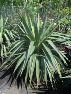 Palmlelie (Yucca Gloriosa) -Exporteren Groei Planten Winkel yucca gloriosa 80 100 c35