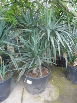 Palmlelie (Yucca Gloriosa) -Exporteren Groei Planten Winkel yucca gloriosa boomvorm c130 1