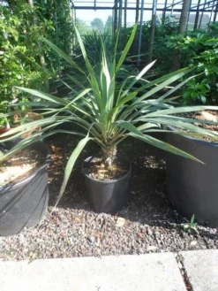 Palmlelie (Yucca Gloriosa) -Exporteren Groei Planten Winkel yucca gloriosa c12 15