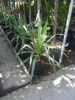 Palmlelie (Yucca Gloriosa) -Exporteren Groei Planten Winkel yucca gloriosa c7 10