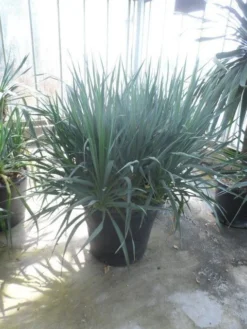 Palmlelie (Yucca Gloriosa) -Exporteren Groei Planten Winkel yucca gloriosa struikvorm c110