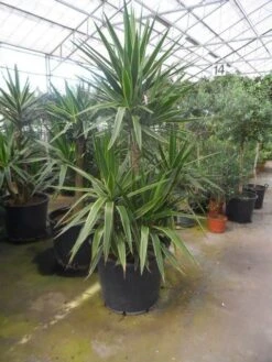 Palmlelie (Yucca Gloriosa 'Variegata') 11 Palmlelie (Yucca Gloriosa 'Variegata') -Exporteren Groei Planten Winkel yucca gloriosa variegata 150 200 c110