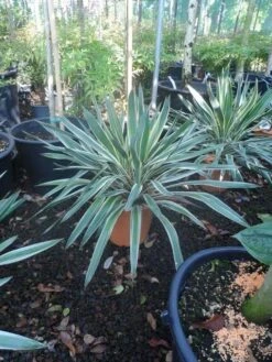Palmlelie (Yucca Gloriosa 'Variegata') 10 Palmlelie (Yucca Gloriosa 'Variegata') -Exporteren Groei Planten Winkel yucca gloriosa variegatum c10