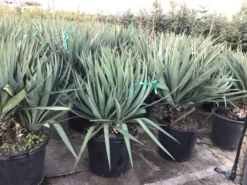 Palmlelie (Yucca Gloriosa) -Exporteren Groei Planten Winkel yuccagloriosac30