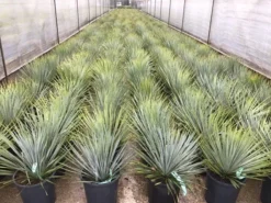 Palmlelie (Yucca Rostrata) -Exporteren Groei Planten Winkel yuccarostratac10a