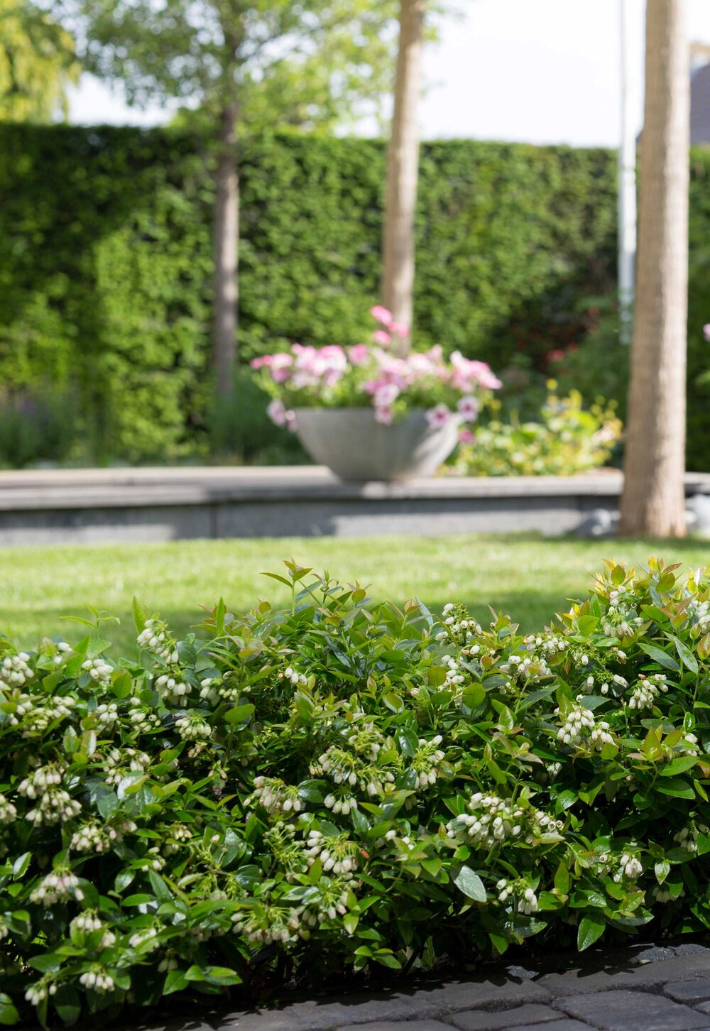 Exporteren Groei Planten Winkel -Exporteren Groei Planten Winkel BBwebsite Inset