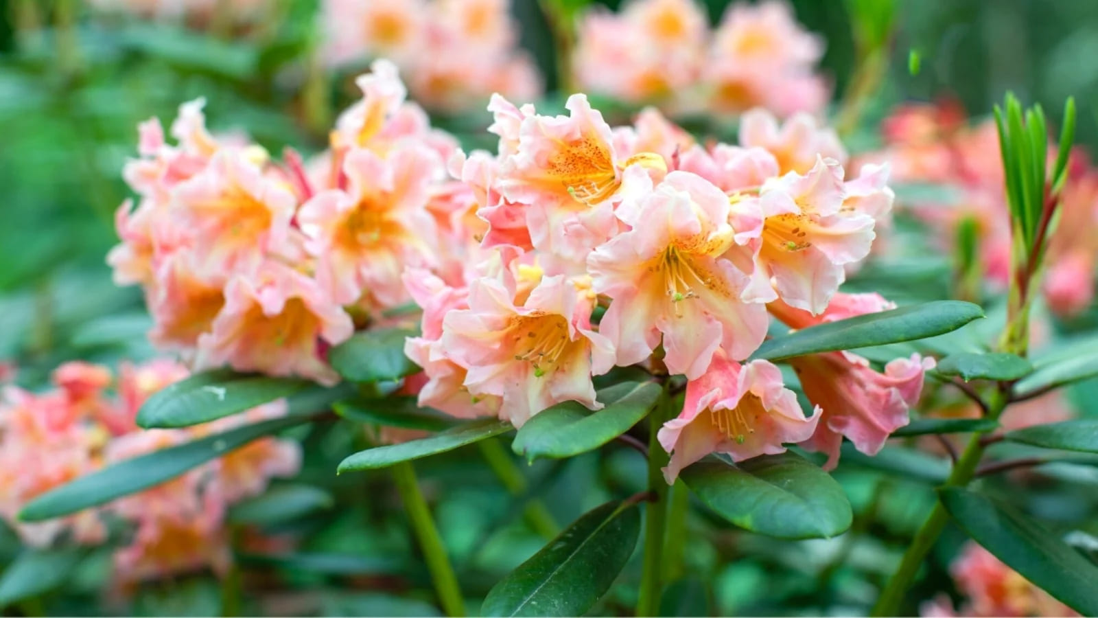 Exporteren Groei Planten Winkel -Exporteren Groei Planten Winkel DO QUYEN