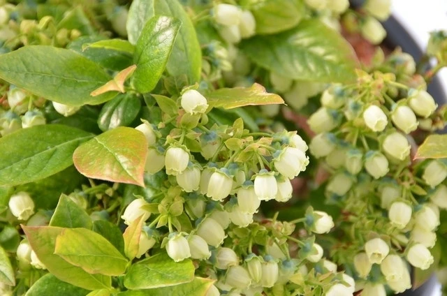 Exporteren Groei Planten Winkel -Exporteren Groei Planten Winkel dsc 5973