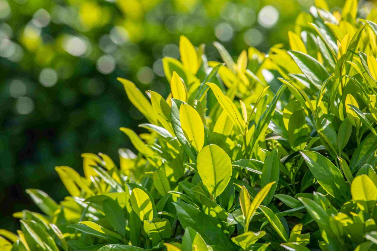 Exporteren Groei Planten Winkel -Exporteren Groei Planten Winkel haagplanten